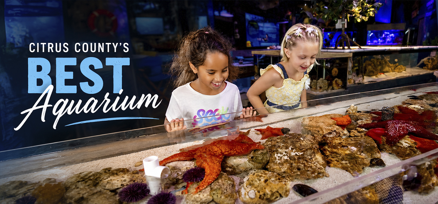 Mertailor's Mermaid Aquarium Encounter | Where Imagination Meets Reality | Minutes from Crystal River