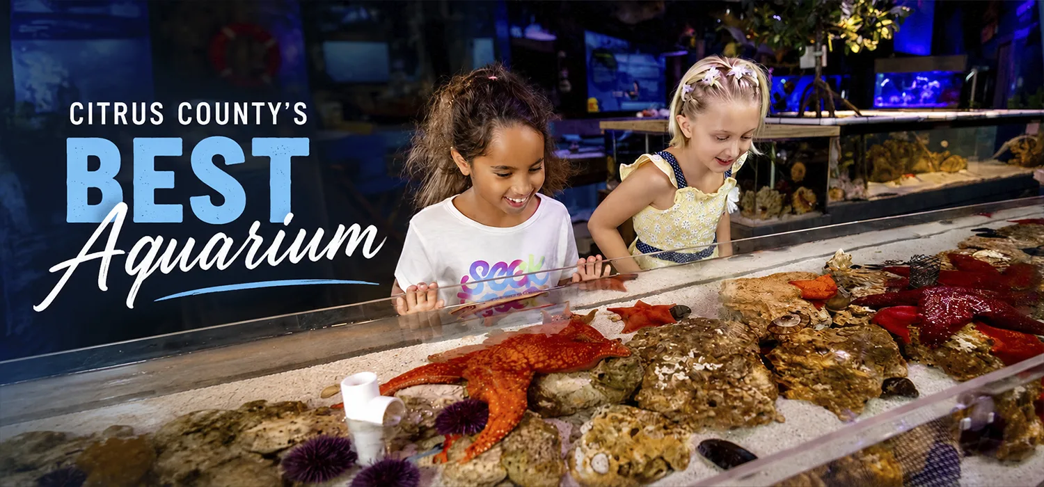 Mertailor's Mermaid Aquarium Encounter | Where Imagination Meets Reality | Minutes from Crystal River