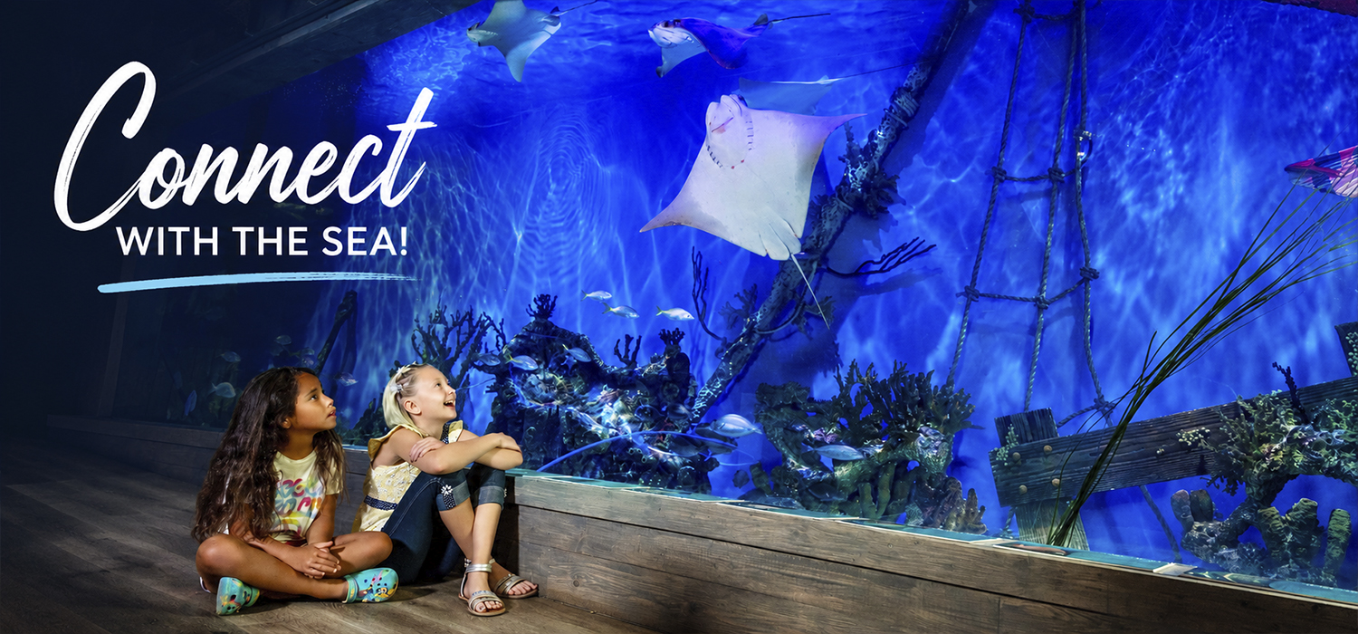 Mertailor's Mermaid Aquarium Encounter | Immersive Learning | Minutes from Crystal River