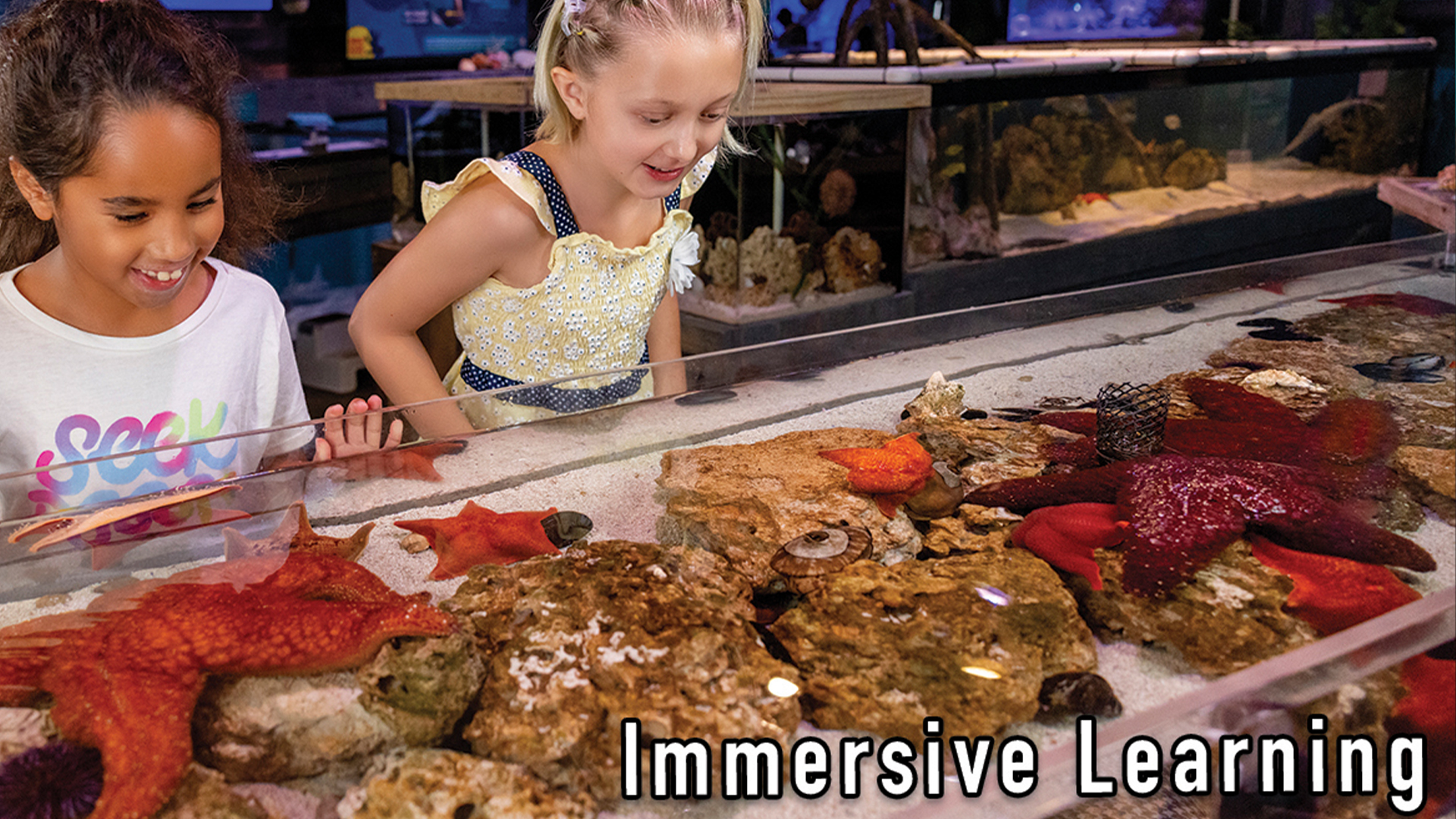 Mertailor's Mermaid Aquarium Encounter | Where Imagination Meets Reality | Minutes from Crystal River