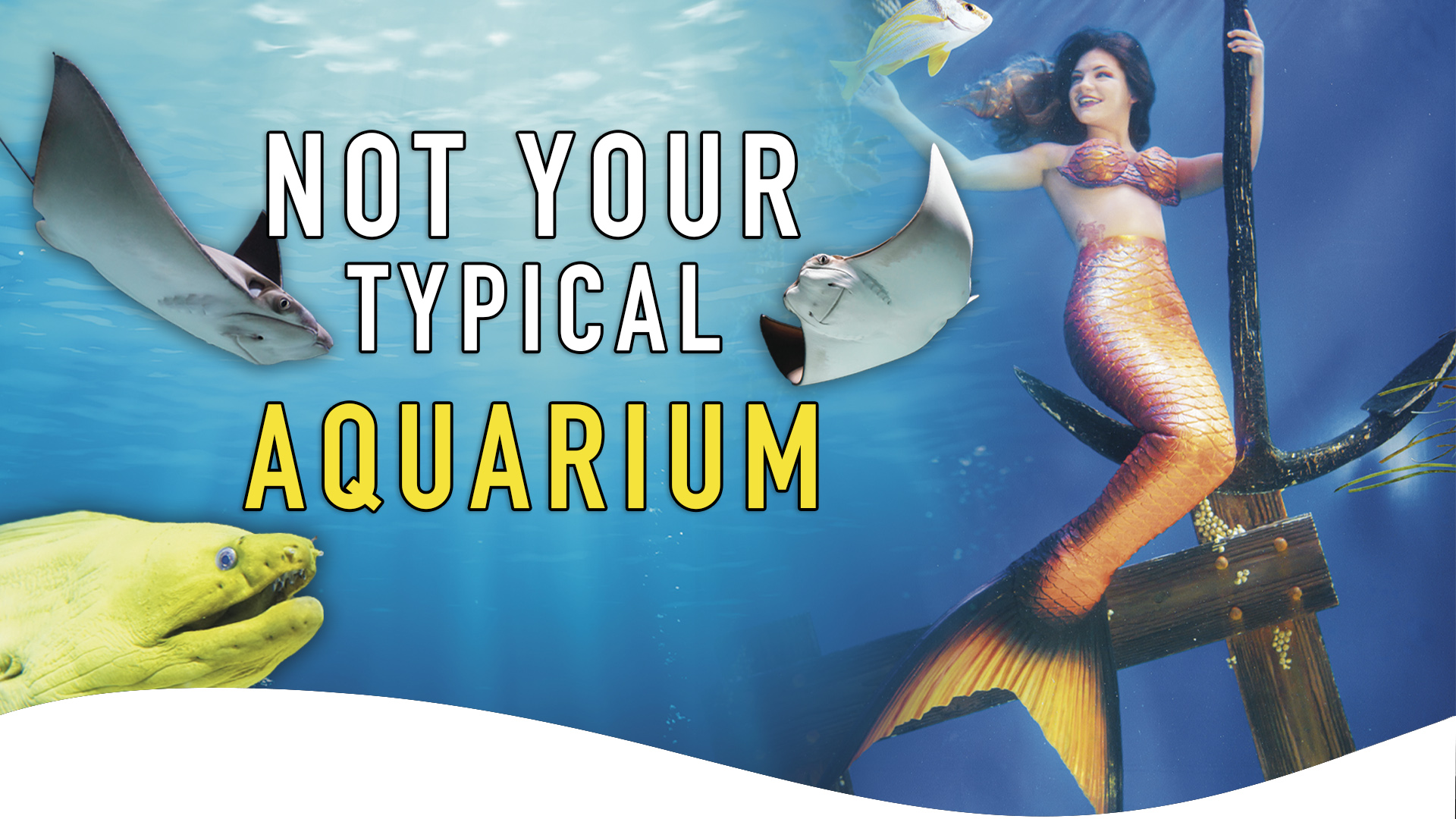 Mertailor's Mermaid Aquarium Encounter | Not Your Average Aquarium | Minutes from Crystal River
