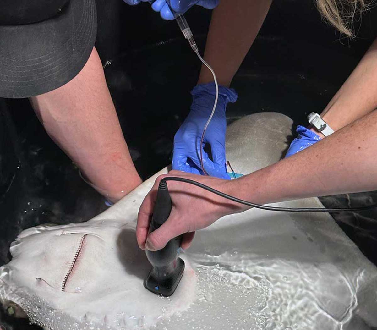 Mertailor animal care team providing behind-the-scenes care