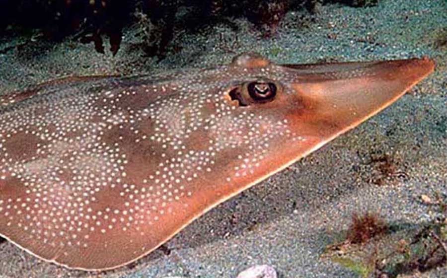 Atlantic guitarfish resting in Ray Bay