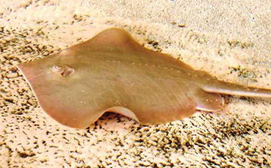 Atlantic stingray in the Ray Bay touch tank