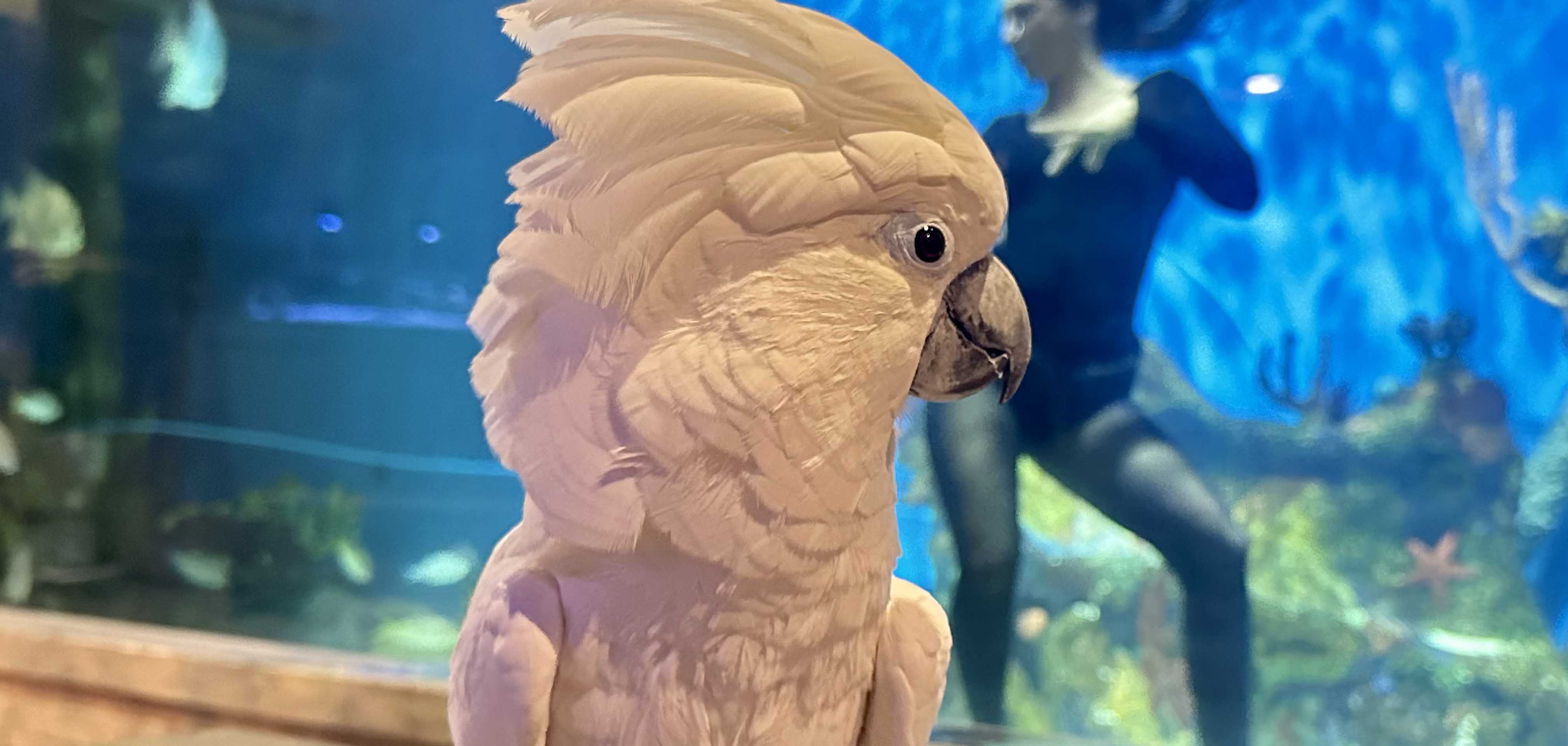 Cockatoo at Mertailor's Mermaid Aquarium Encounter