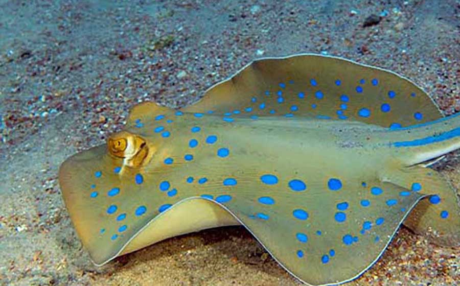 Bluespotted ray with bright blue markings