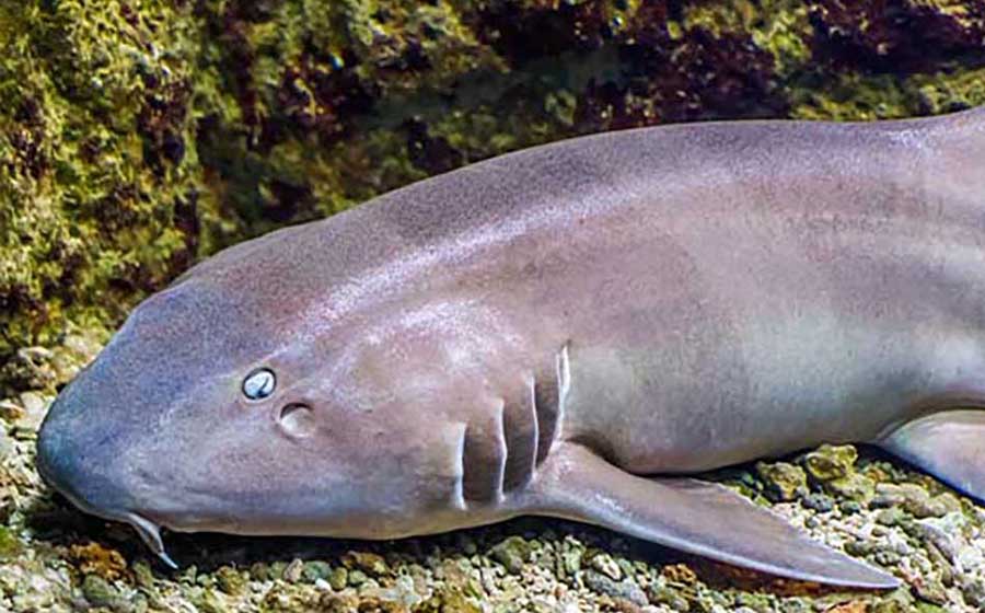 Brownbanded bamboo shark resting on the bottom