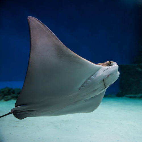 Cownose ray available for symbolic adoption