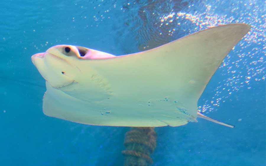 Cownose ray swimming at Ray Bay