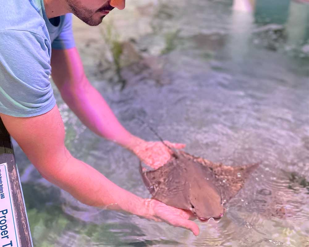 Young cownose ray born at Mertailor's Mermaid Aquarium Encounter