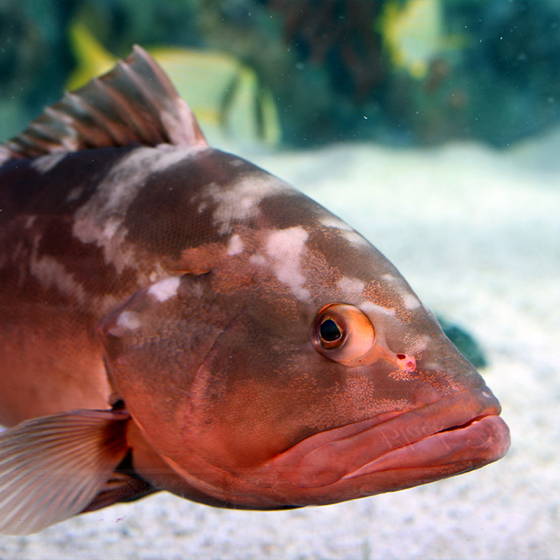 Marine animals at Mertailor's Mermaid Aquarium Encounter in Lecanto Florida