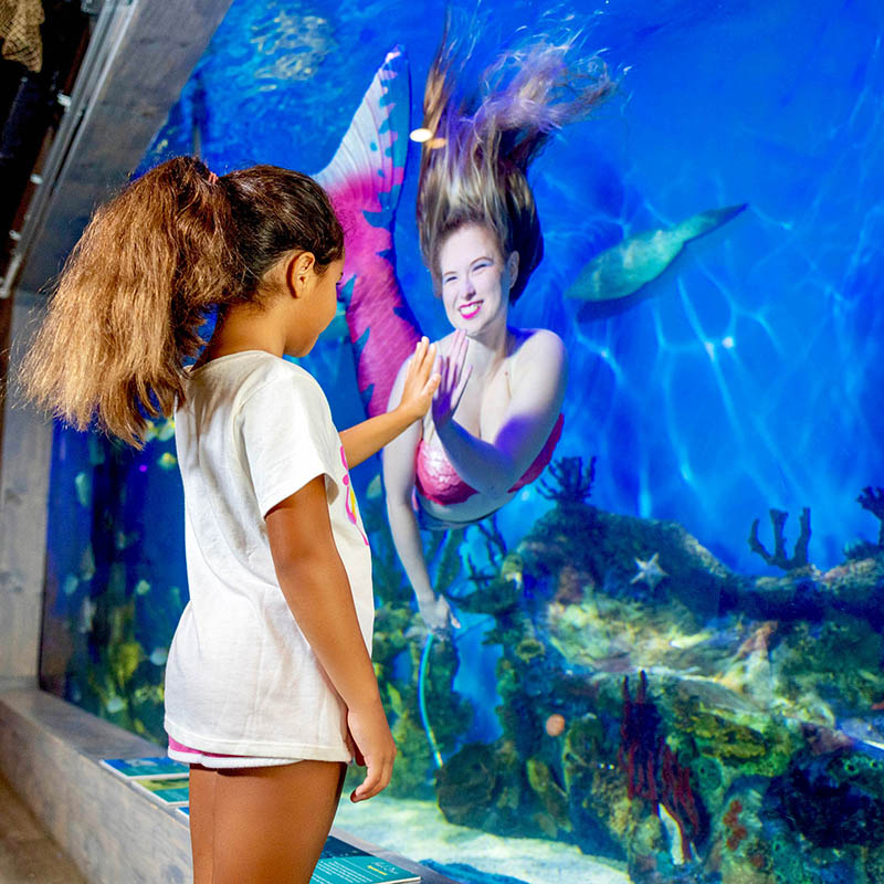 Mertailor's Mermaid Aquarium Encounter attraction on Florida's Nature Coast