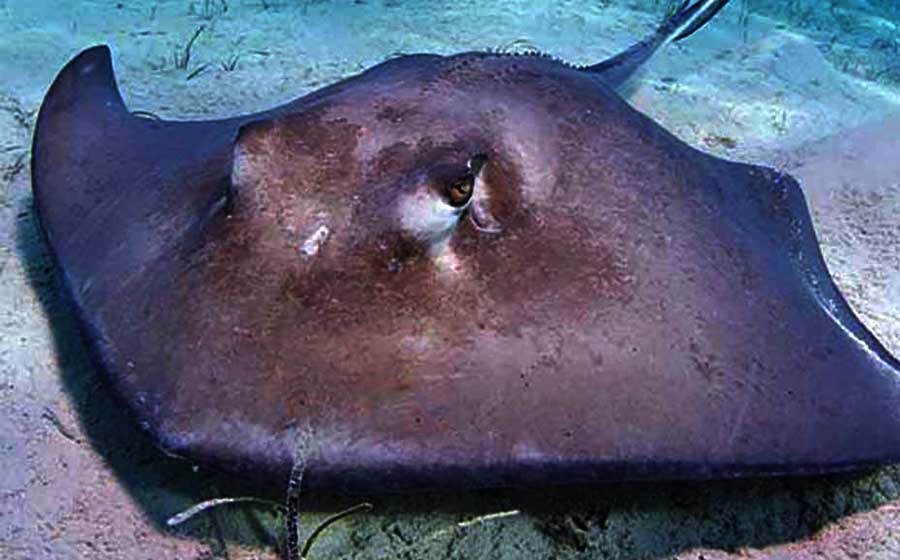 Diamond ray swimming in Ray Bay