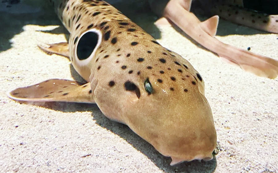 Epaulette shark at Mertailor's Mermaid Aquarium Encounter