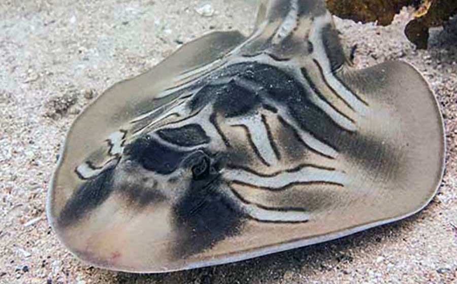 Fiddler ray at Mertailor's Mermaid Aquarium Encounter