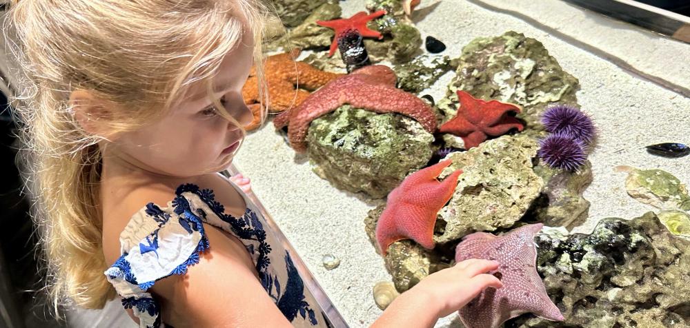 Child learning about sea stars at the Tide Pool touch tank