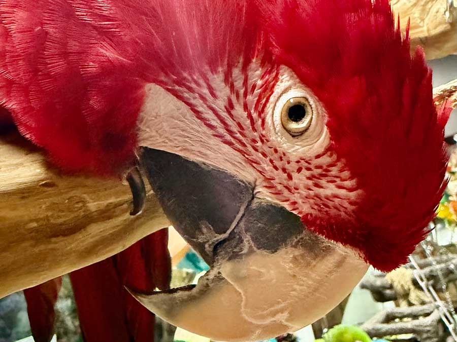 Green-winged macaw in the rescued bird aviary