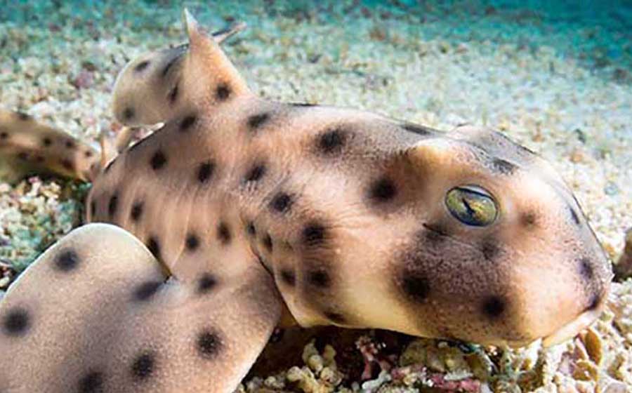 Horn shark at Mertailor's Mermaid Aquarium Encounter