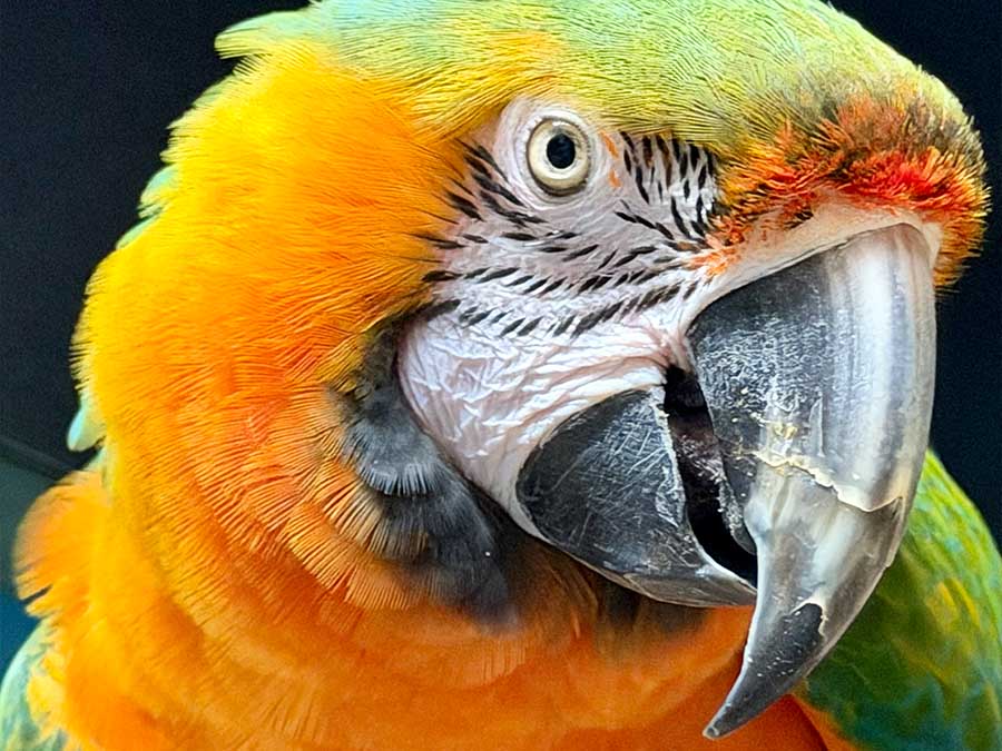 Colorful hybrid macaw at Mertailor's Mermaid Aquarium Encounter