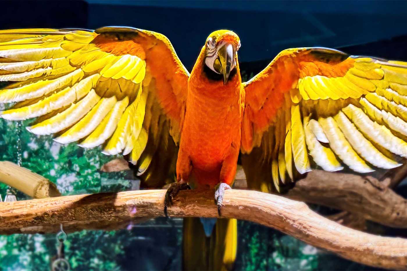 Rescued macaws and cockatoos at Mertailor's Mermaid Aquarium Encounter