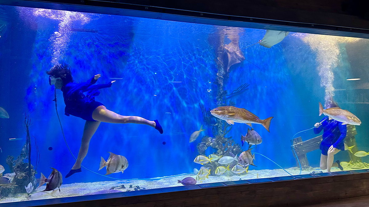 Former Florida mermaid performers visiting Mertailor's Mermaid Aquarium Encounter