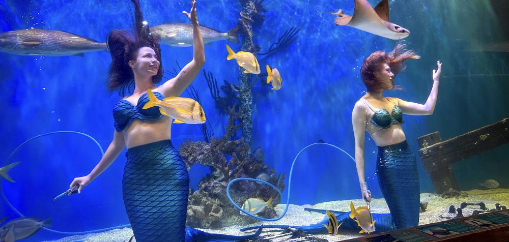 Live mermaids performing underwater at Mertailor's Mermaid Aquarium Encounter