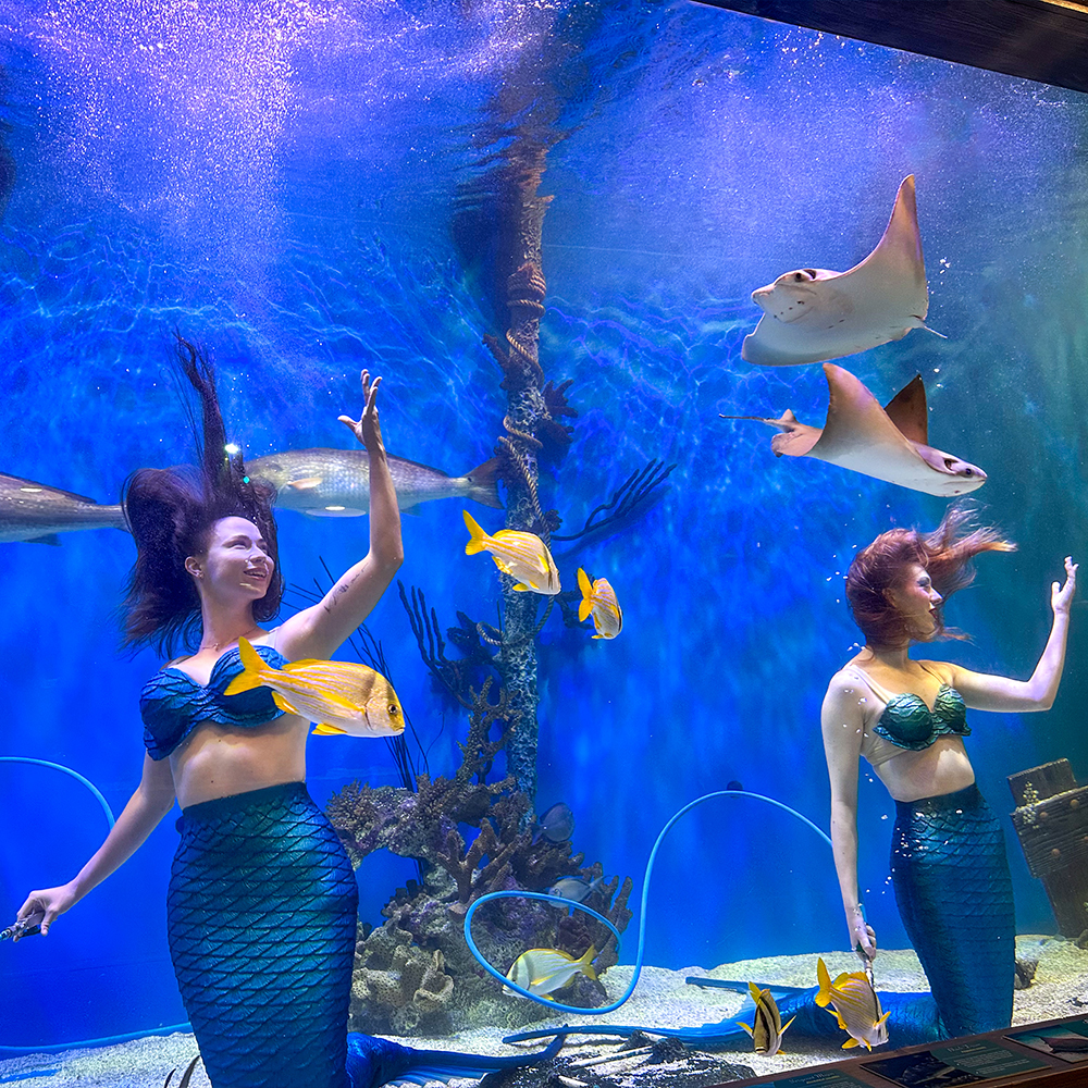 Mermaid performing near tropical fish at Mertailor's Mermaid Aquarium Encounter