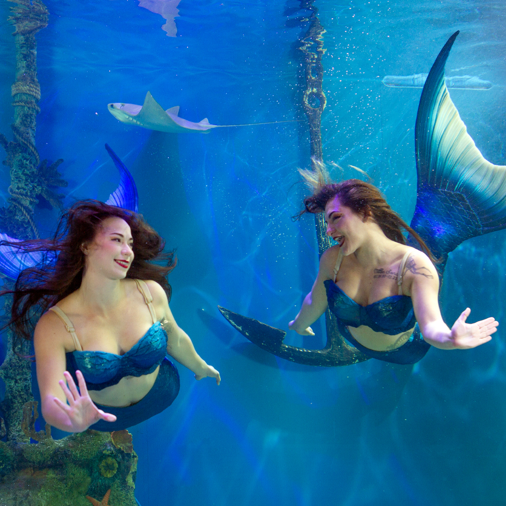 Mertailor mermaid swimming through a living aquarium habitat