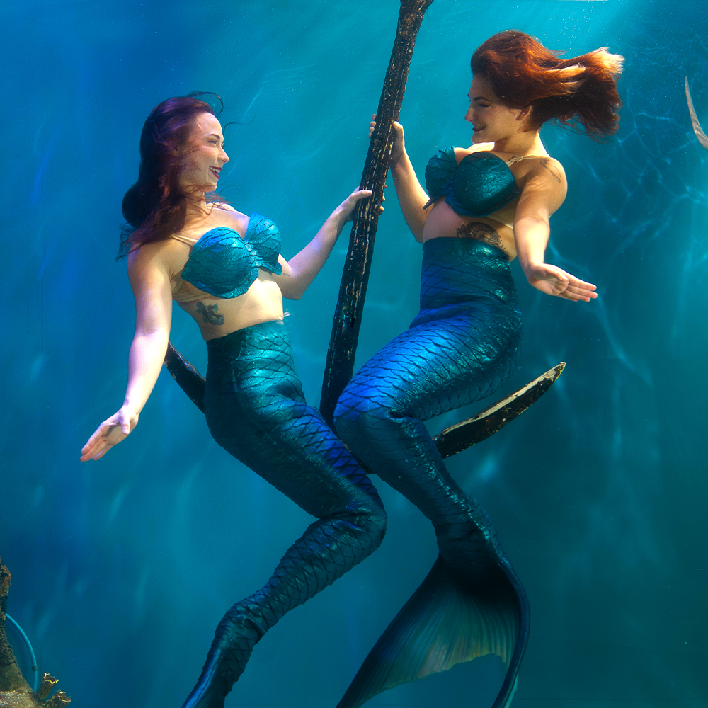 Mertailor mermaid tail detail during an aquarium performance