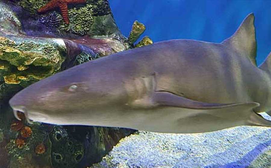 Nurse shark swimming in the main aquarium habitat