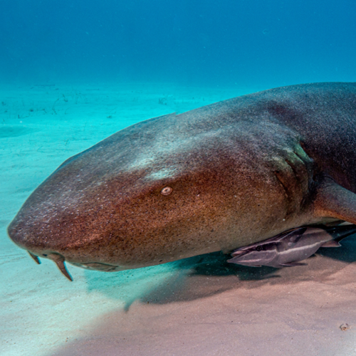 Nurse shark available for symbolic adoption