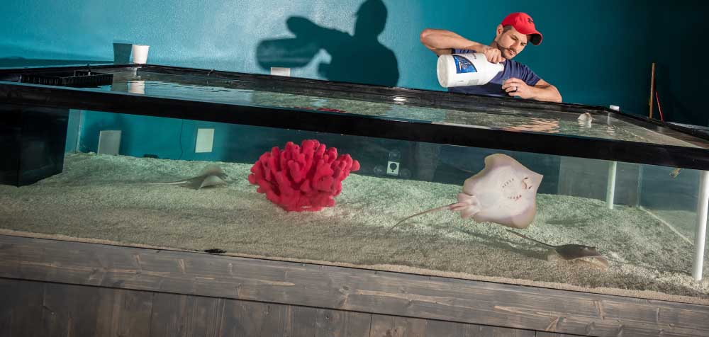 Mertailor aquarium staff caring for a stingray during a health check