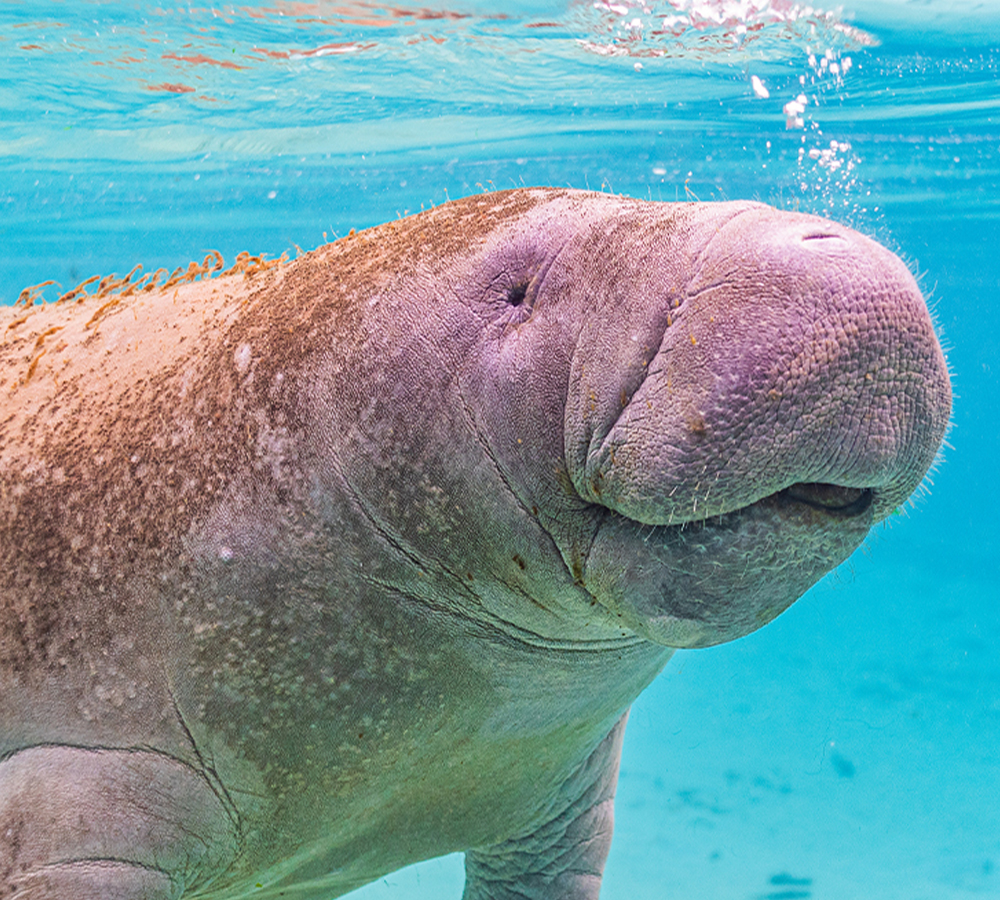 Mertailor's Mermaid Aquarium Encounter near Crystal River Florida