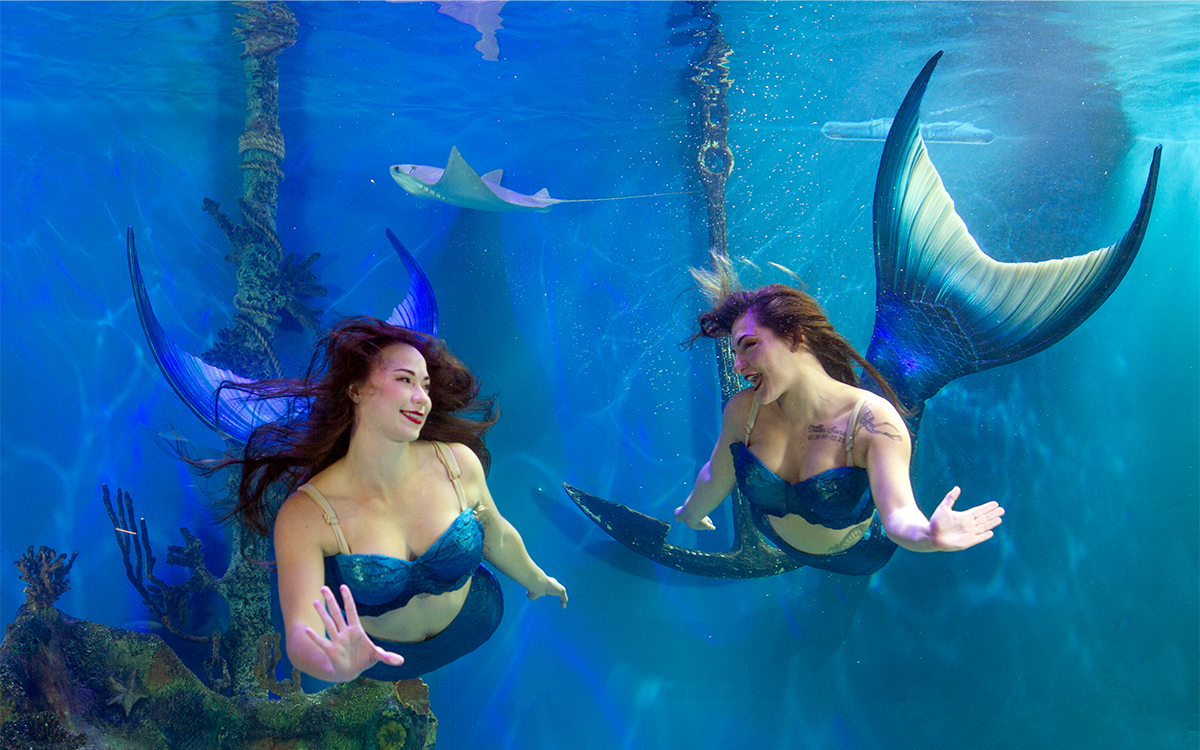 Live underwater mermaid show at Mertailor's Mermaid Aquarium Encounter