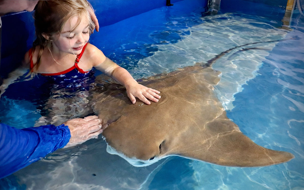 Interactive stingray encounter at Mertailor