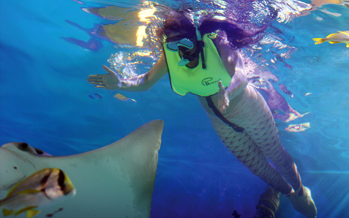 Swim with fish rays and sharks at Mertailor