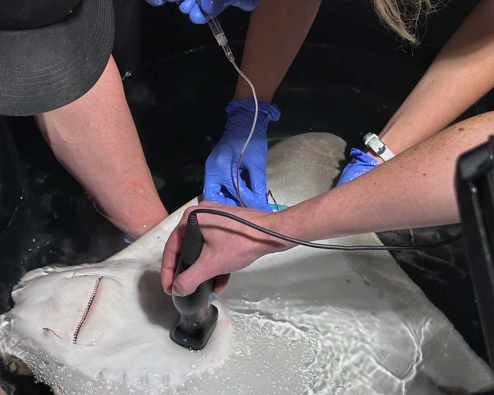 Aquarium team performing a stingray health examination behind the scenes at Mertailor's Mermaid Aquarium Encounter