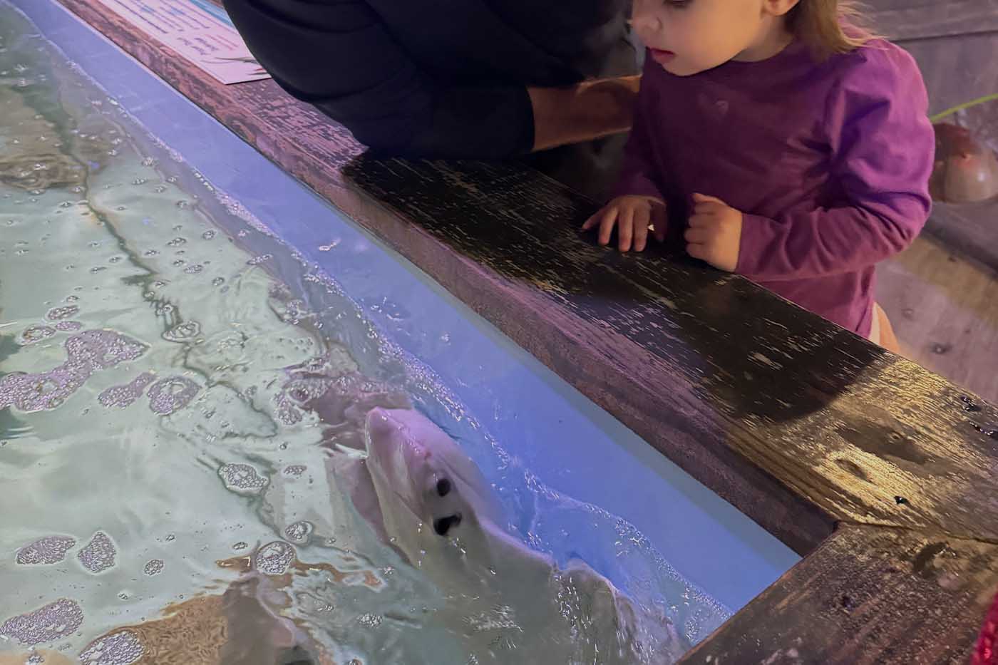 Guest interacting with a stingray at Ray Bay in Mertailor's Mermaid Aquarium Encounter