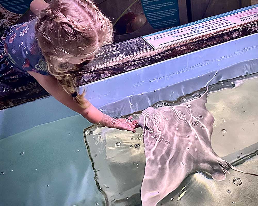 Child gently touching a stingray in the Ray Bay touch tank
