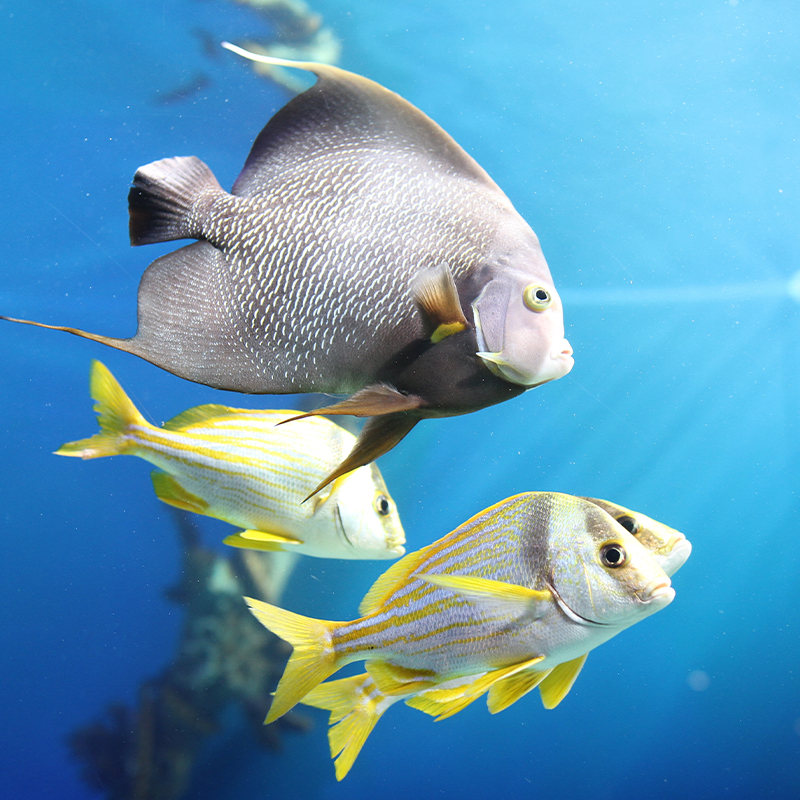 Sharks and stingrays at Mertailor's Mermaid Aquarium Encounter