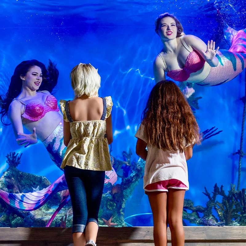 Family watching live mermaids at a Florida aquarium