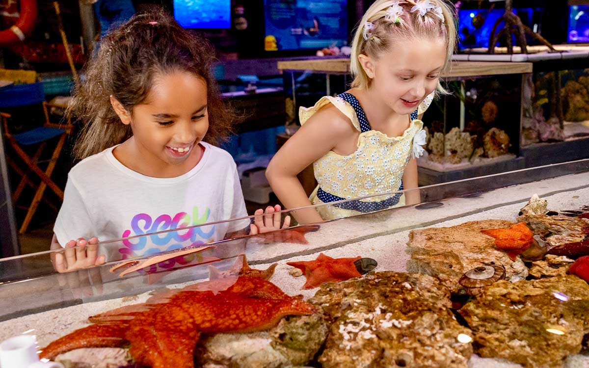 Interactive touch tank experience inside Mertailor's Mermaid Aquarium Encounter