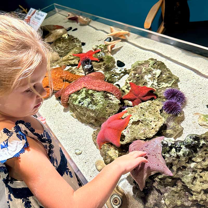 Child learning at an interactive aquarium touch tank