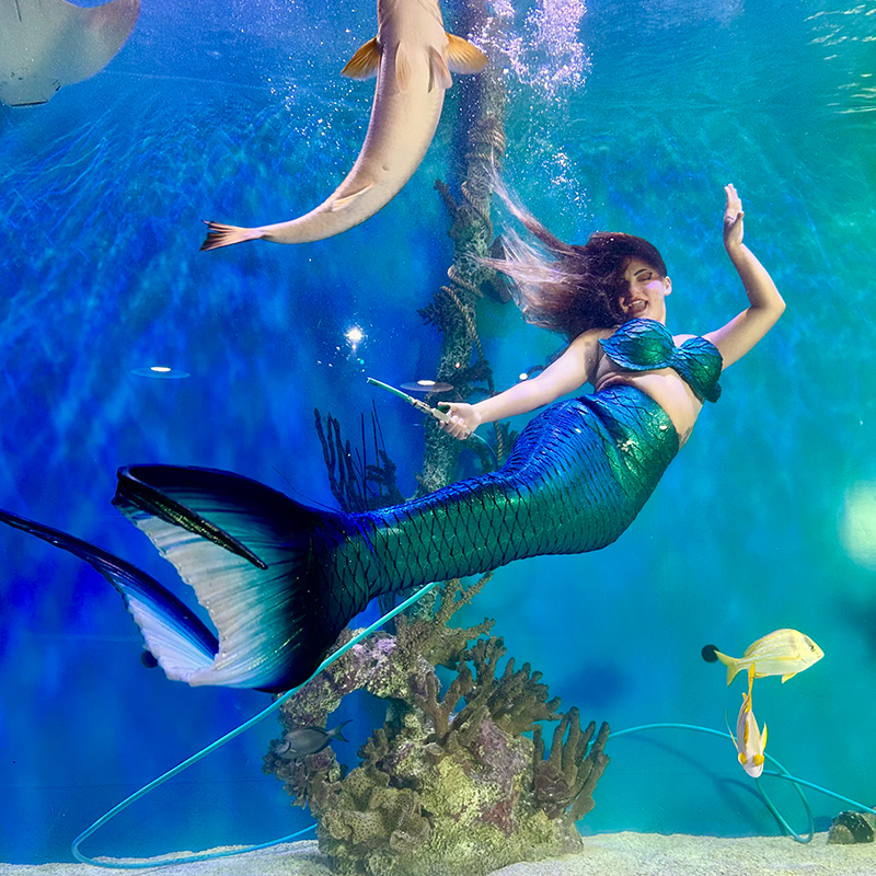 Mermaid swimming with marine life at Mertailor's Mermaid Aquarium Encounter