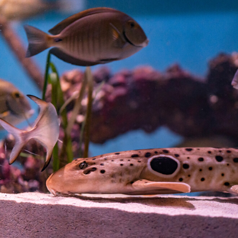 Marine animals inside Mertailor's Mermaid Aquarium Encounter