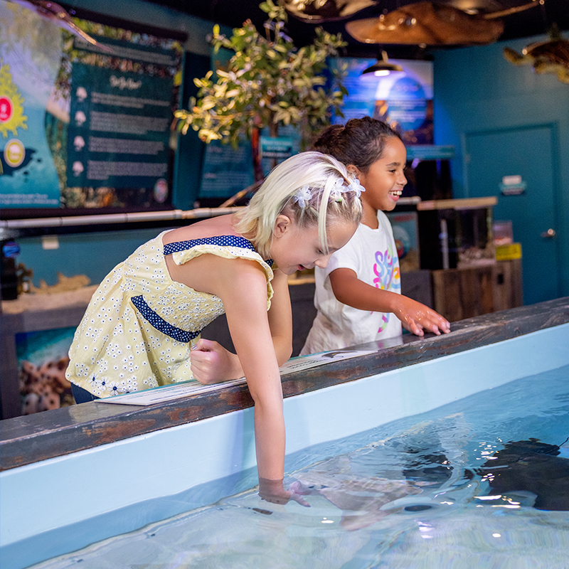 Child enjoying an interactive touch tank indoors