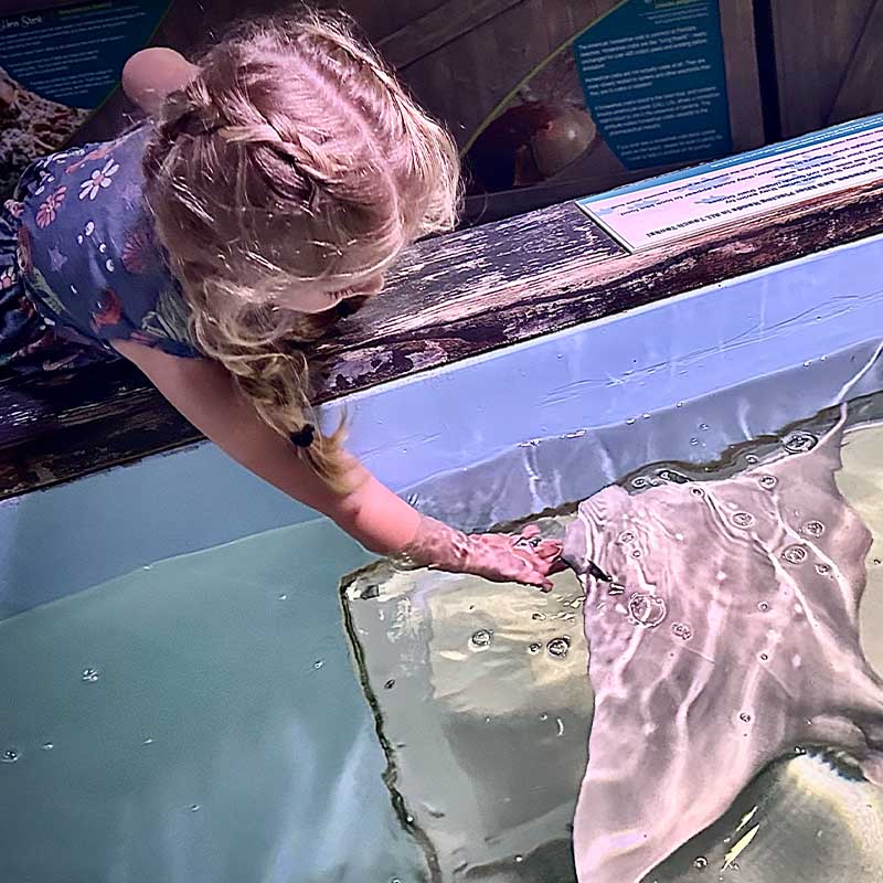 Sharks and stingrays at the Mermaid Aquarium Encounter