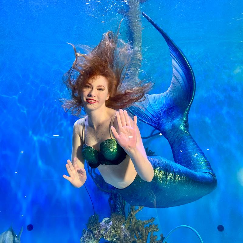 Live mermaid performing with marine animals in Florida