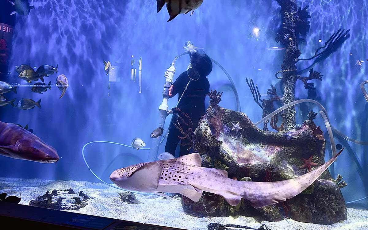 Sharks stingrays and marine animals at Mertailor's Mermaid Aquarium Encounter