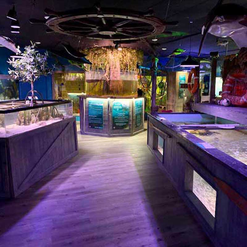 Personal small aquarium experience near Crystal River Florida